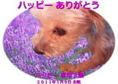 ハッピーちゃんのメモリアル写真　ペット葬儀日：２０１１年１月１１日　茨城県よりご依頼